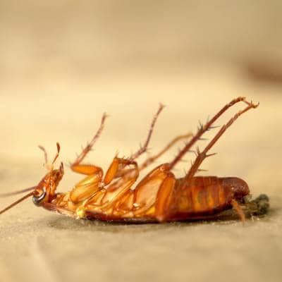 COCKROACH CONTROL
